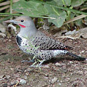 Northern Flicker thumbnail