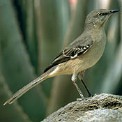 Northern Mockingbird thumbnail