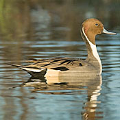 Northern Pintail thumbnail