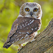 Northern Saw-whet Owl thumbnail