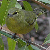 Orange-crowned Warbler thumbnail