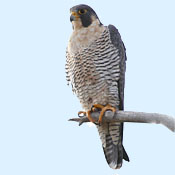 Peregrine Falcon thumbnail