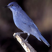 Pinyon Jay thumbnail