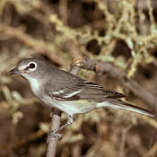 Plumbeous Vireo thumbnail