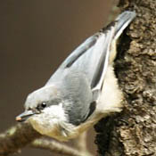 Pygmy Nuthatch thumbnail