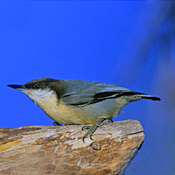 bird-image