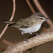 Red-eyed Vireo thumbnail