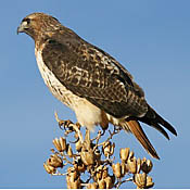 Red-tailed Hawk thumbnail