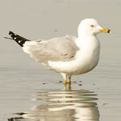 Ring-billed Gull thumbnail