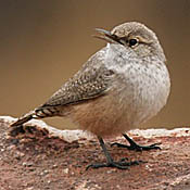 Rock Wren thumbnail