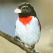 Rose-breasted Grosbeak thumbnail