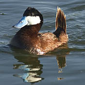 Ruddy Duck thumbnail