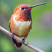 Rufous Hummingbird thumbnail