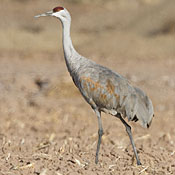 Sandhill Crane thumbnail