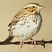 Savannah Sparrow thumbnail