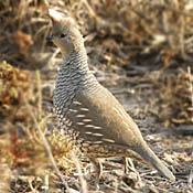 Scaled Quail thumbnail