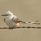 Scissor-tailed Flycatcher thumbnail