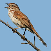 Song Sparrow thumbnail