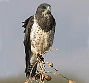 Swainson's Hawk thumbnail