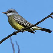 Tropical Kingbird thumbnail