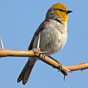 Verdin thumbnail