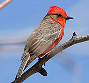 Vermilion Flycatcher thumbnail