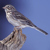 Vesper Sparrow thumbnail