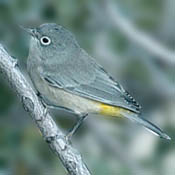 Virginia's Warbler thumbnail