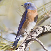 Western Bluebird thumbnail