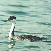 Western Grebe thumbnail