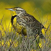 Western Meadowlark thumbnail