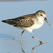 Western Sandpiper thumbnail