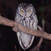 Western Screech-Owl thumbnail