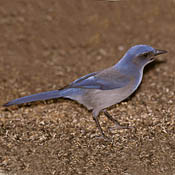 Western Scrub-Jay thumbnail