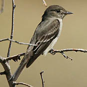 Western Wood-Pewee thumbnail