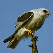 White-tailed Kite thumbnail