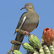 White-winged Dove thumbnail