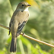 Willow Flycatcher thumbnail