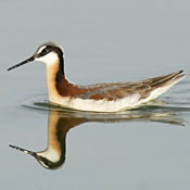 Wilson's Phalarope thumbnail