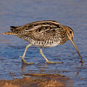 Wilson's Snipe thumbnail