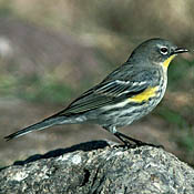 Yellow-rumped Warbler thumbnail