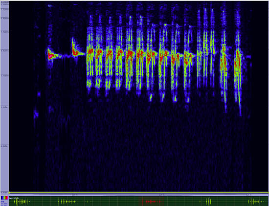 bird sonogram