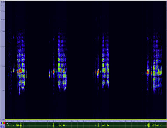 bird sonogram