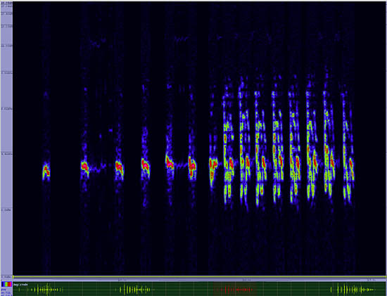 bird sonogram