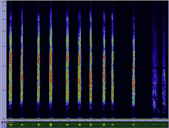 bird sonogram