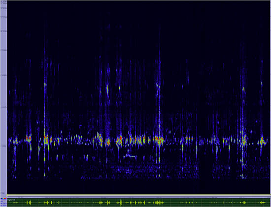 bird sonogram