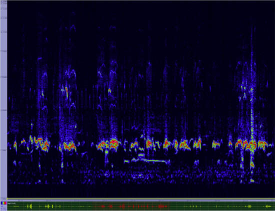 bird sonogram