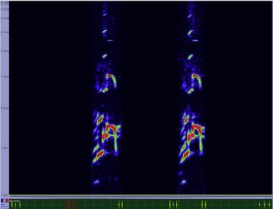 bird sonogram