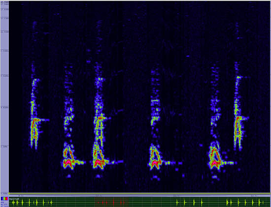 bird sonogram