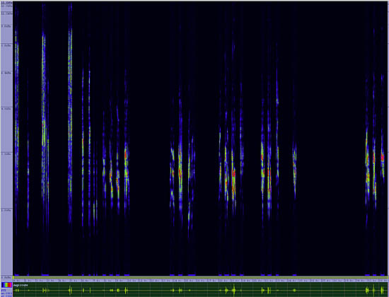 bird sonogram